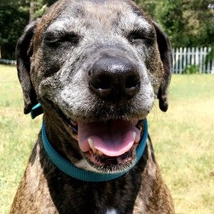 Meet your Posher, Heidi